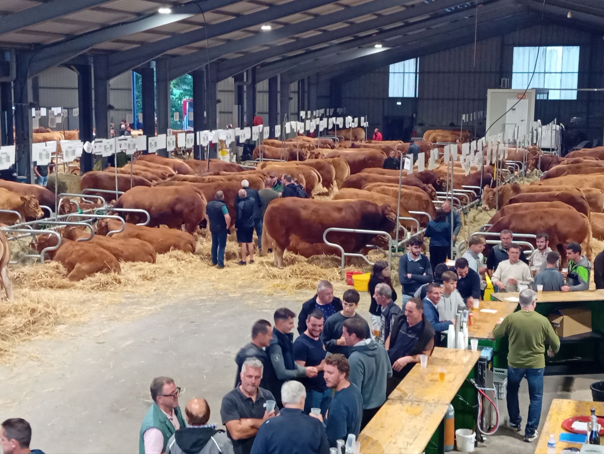 Baraqueville, invitation à découvrir ces limousines, grand cru, la fierté du Ségala, ce week-end